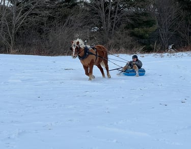 a woman riding a sled pulled by a horse