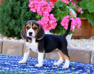 beagle puppies for sale