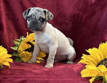 Pug Puppies for Sale