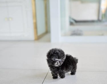 Poodle Puppies for Sale