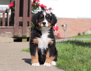 Bernese Mountain Dog Puppies for Sale