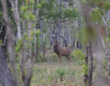 Male Eld's Deer