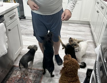 a man standing in a kitchen with 5 dogs waiting for treats
