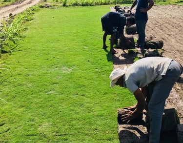 best lawn grass in Rajahmundry