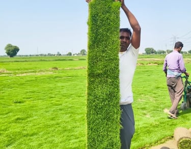 lawn grass suppliers Vijayawada