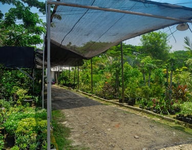 nursery plants and lawn grass Kadiyam