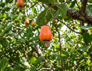 Maçãs de caju vermelhas maduras com castanhas pendendo de um galho verde de cajueiro em um pomar.