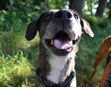 Dogz' Erding glückliche Hunde Natur