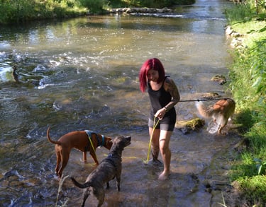 Dogz' Erding ausgeglichene Hunde