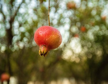 pomegranate