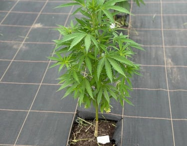 a row of potted hemp plants in a row