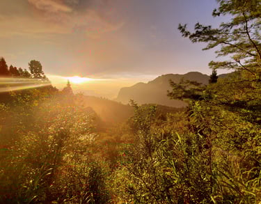 Golden sunset over a misty Alishan mountain forest with sunbeams shining through pine trees.