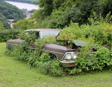 A junk car with a lot of weeds growing on it