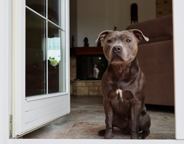 Un chien serein en intérieur.