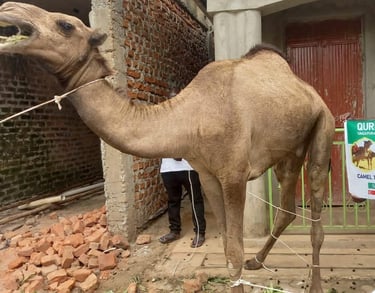 Qurban Kamel 