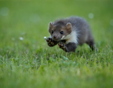 deratyzacja śląsk- zwalczanie gryzoni, szczurów, myszy, odstraszanie kuny