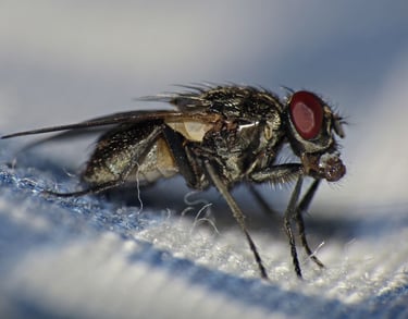 dezynsekcja much śląsk mucha zwalczanie muchy