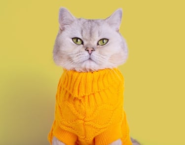 Un adorable gato British Shorthair gris con un acogedor jersey  amarillo sobre un fondo amarillo