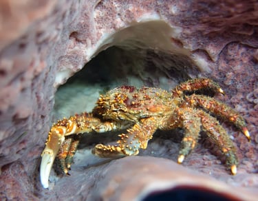 Hairy clinging crab sheltering inside a giant barrel sponge