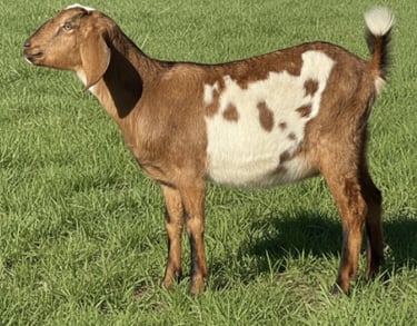 A wether standing in a pasture with other goats