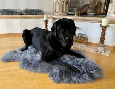 Hund Dean, ein sieben Jahre alter schwarzer Labrador, sitzt aufmerksam und entspannt vor der Kamera