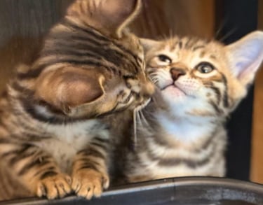 Precio de Gatitos Bengali y precio de gatitos Sphynx en México