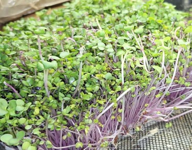  micro radish