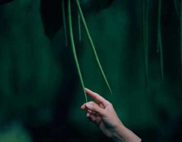 a person holding a flower in their hand