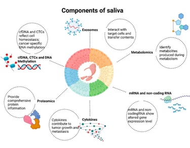 I componenti della Saliva infografica