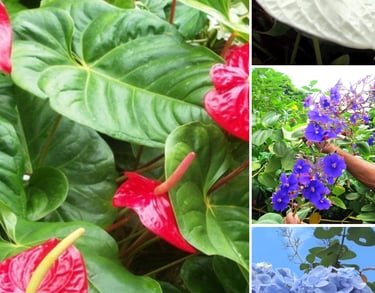 Montreal Gardens Tour with Trubb Taxi Tours SVG