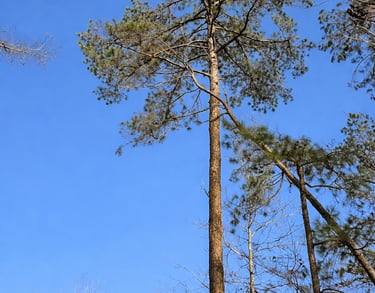 Hazard Limbs & Tree Over home in Counce, TN