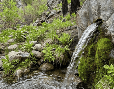 Lulu Wap Spring natural water source with moss and rocks in the Okanagan.