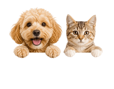 Un adorable y esponjoso cachorro de goldendoodle y un gatito atigrado asomándose juntos