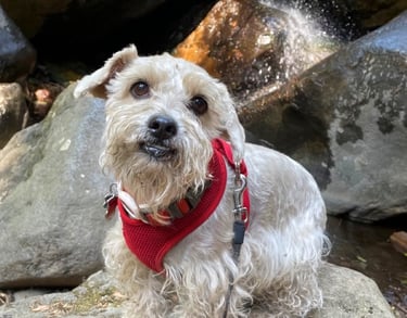 Un perrito blanco con un arnés rojo está sentado sobre unas rocas frente a una cascada en excursión