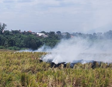 Quera rastrojos arroz Bali