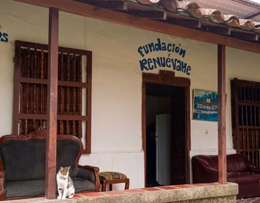 Fundación Cristiana Renuévame