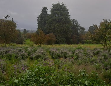 Campos de lavanda con cielo nublado y montañas