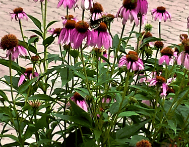 Image of pink flowers outside 