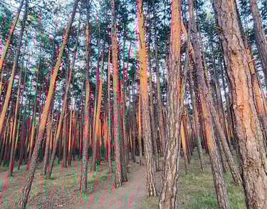 noclegi dabki pas nadmorski prowadzący do plaży między obiektami noclegowymi a pasem nadmorskim