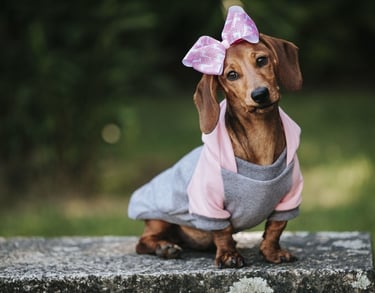 Perro salchica con moño rosa y sueter gris con rosa
