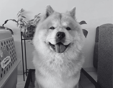 Chow chow esponjoso sentado sobre una cama elevada durante su clase de entrenamiento canino