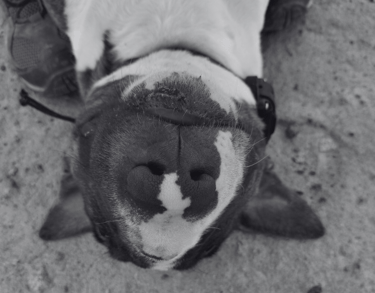 Bull terrier usando ecollar durante una clase de adiestramiento canino