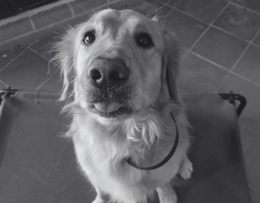 Golden Retriever sentado sobre una cama dentro de una casa mientras saca la lengua
