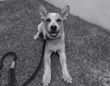 Ccachorro de pastor australiano echado durante una clase para cachorros en San Luis Potosí