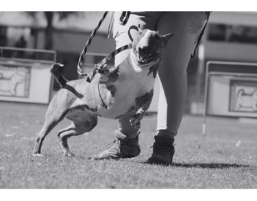 Bull terrier saltando feliz mientras recibe educación en San Luis Potosí