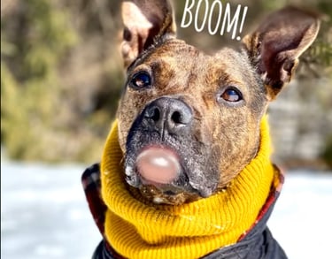 NFT | Maggie the dog by BU4ever | Ask for pricing