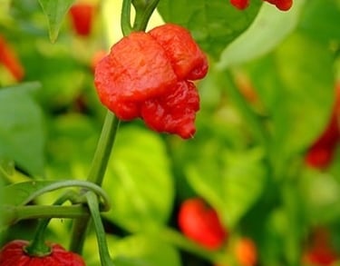 Not for the faint hearted - this Scotch Bonnet/ Habanero type is volcanically hot!