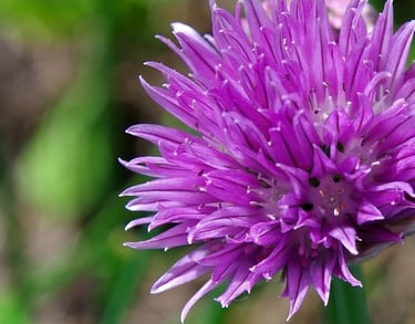 Chive flower head a vibrant pink purple, The delicate purple flowers are edible and make a fabulous edible salad decoration