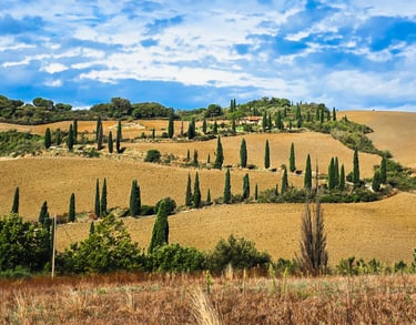 a hill with a few trees and a few bushes