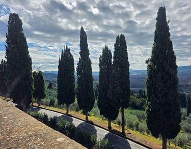a row of trees with a sky background